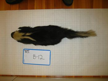 Media type: image;   Mammalogy BANGS-12